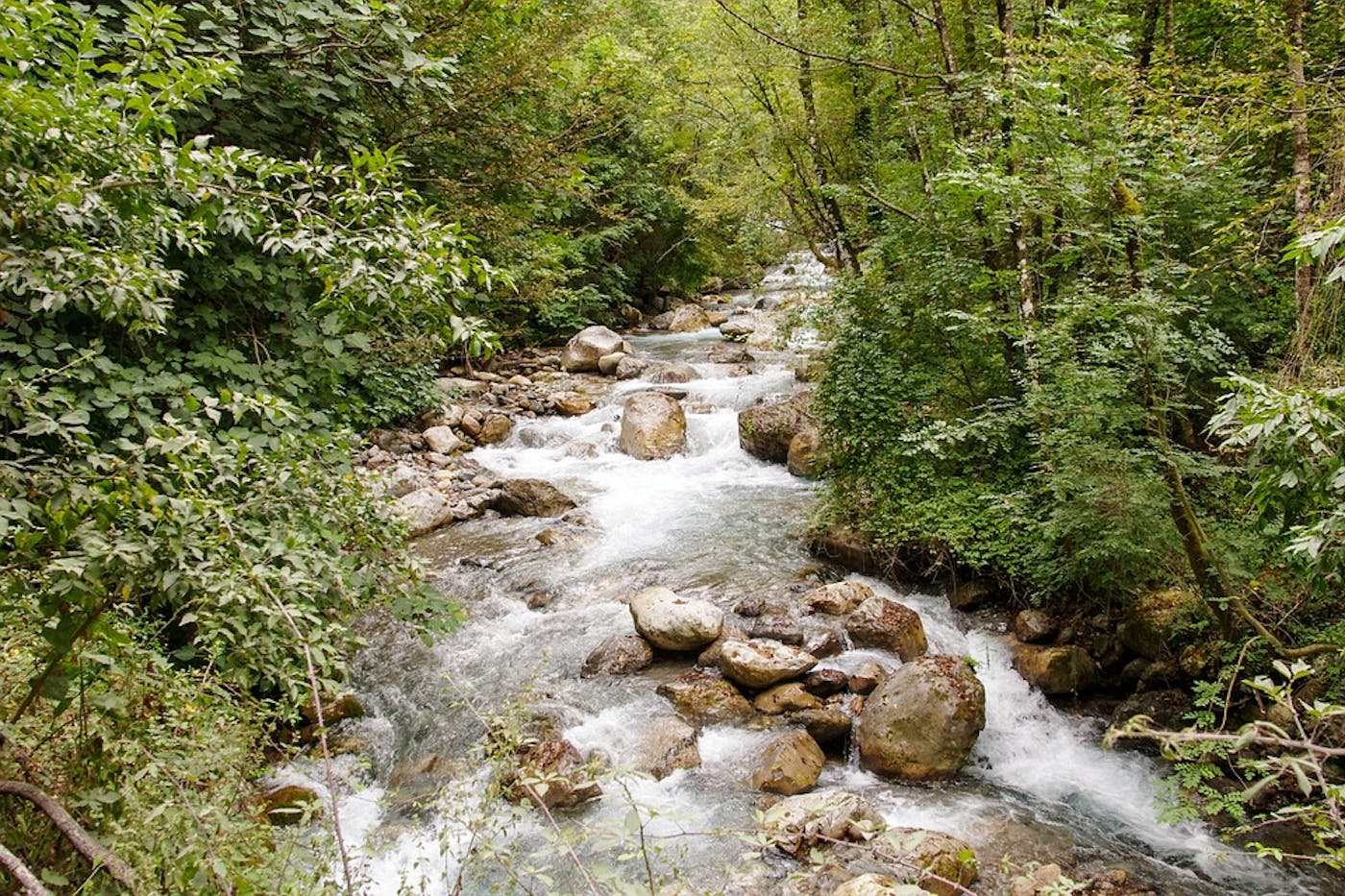 Adriatic Sea & Central Mediterranean Mixed Forests (PA19)