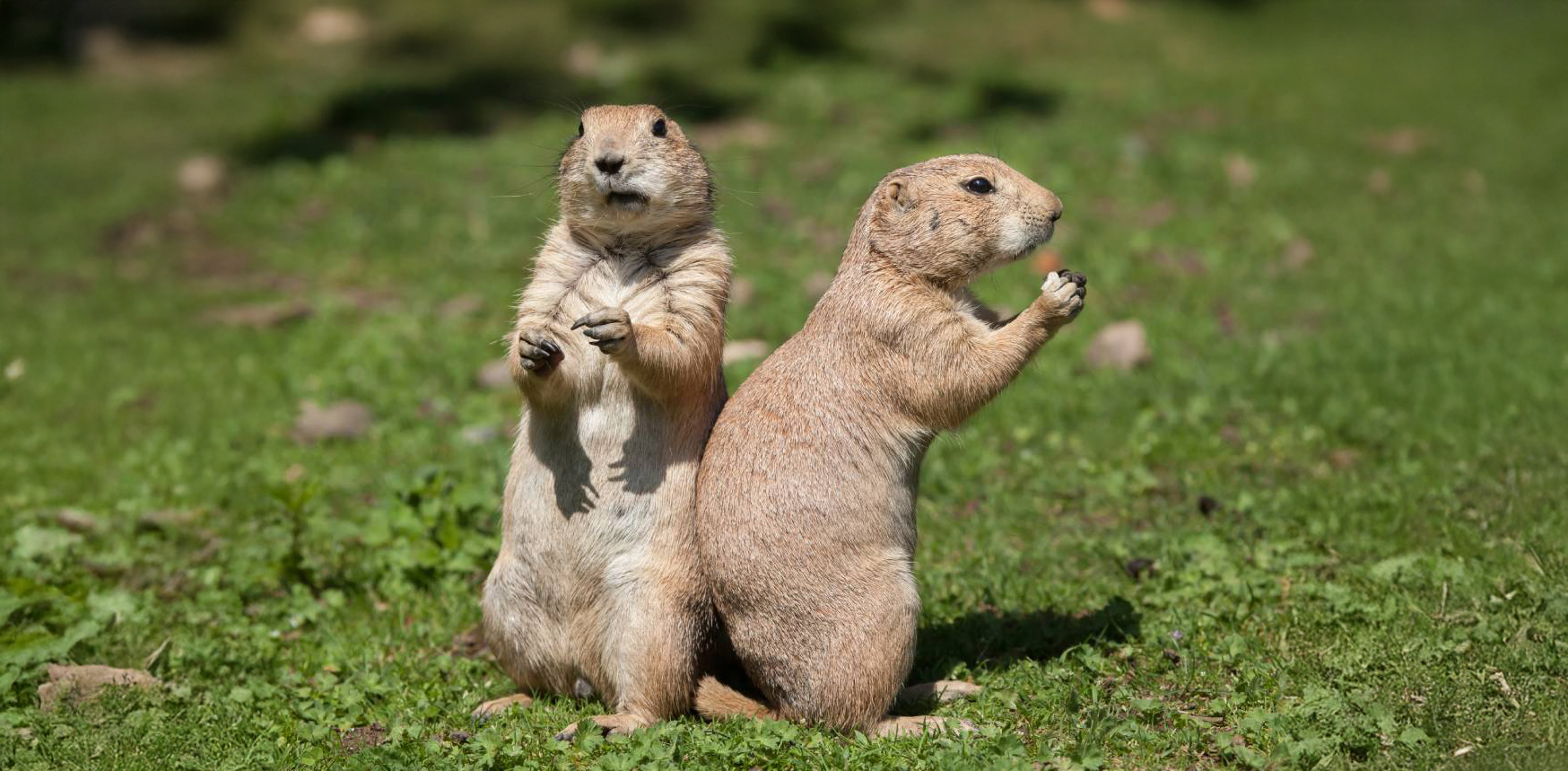 Black-tailed prairie dogs Black-tailed prairie dogs (Cynomys ludovicianus)