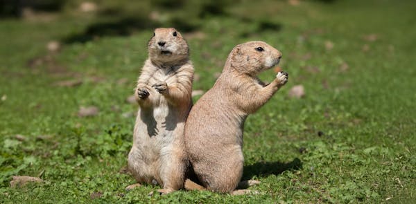 Black-tailed prairie dog: helping the Great Plains flourish