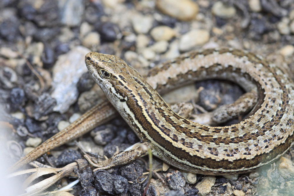 McCanns skink. Image credit: iNaturalist, bugman-nz (CC by 2.0)