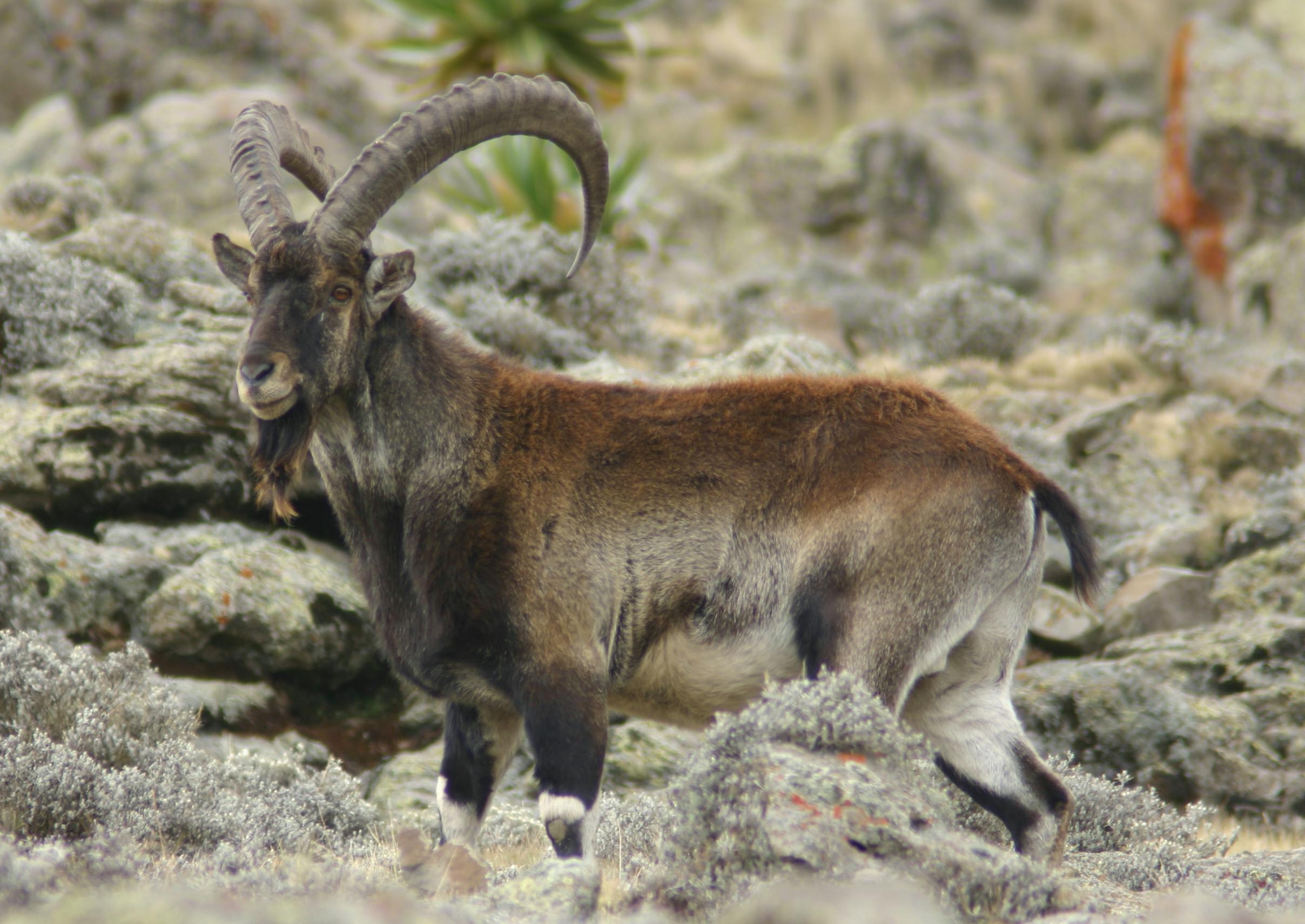 Ethiopian Montane Grasslands And Woodlands One Earth