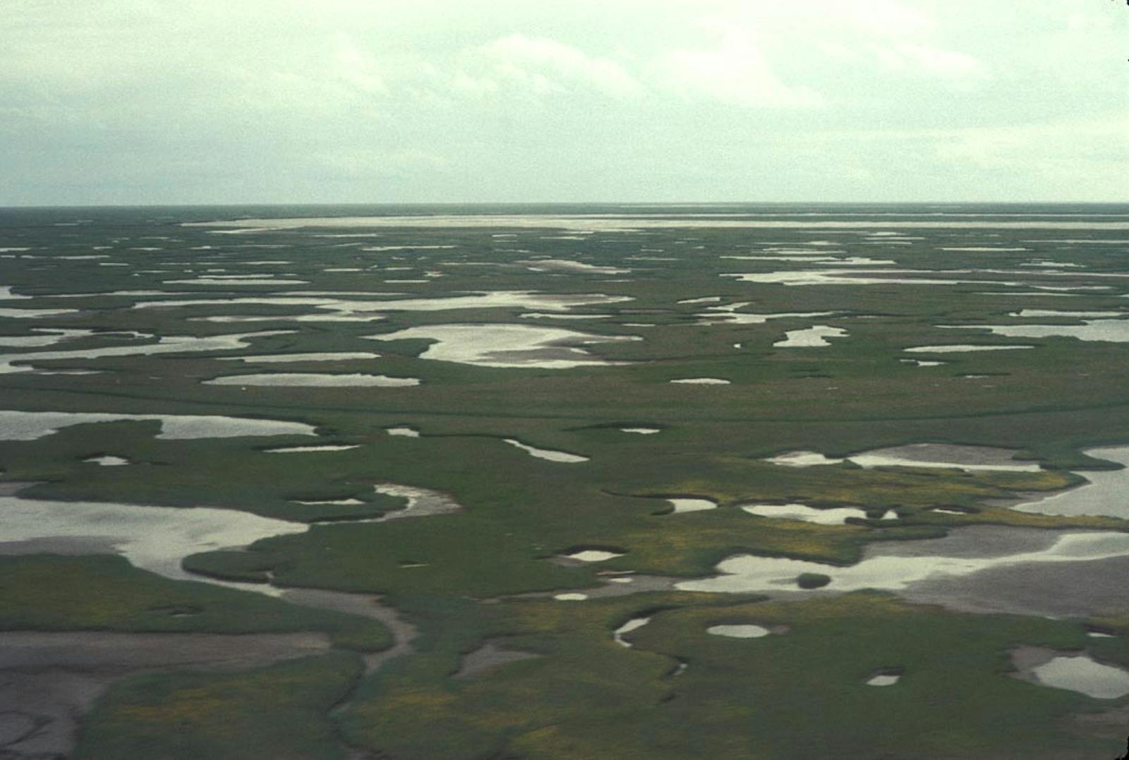 Beringia Lowland Tundra