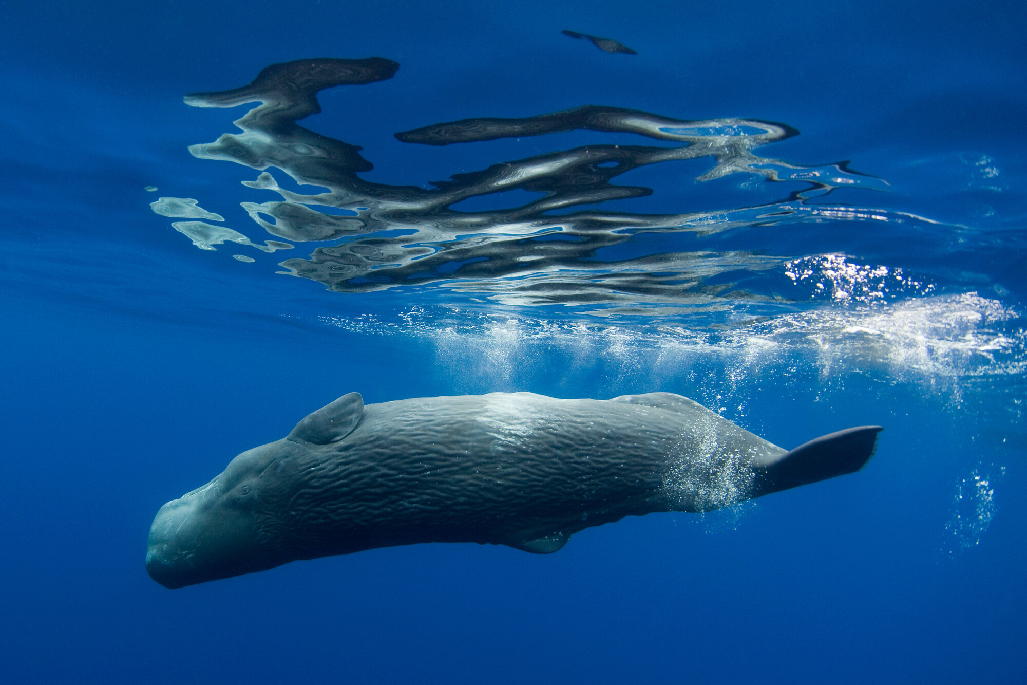 Sperm whale. Image credit: Envato Elements
