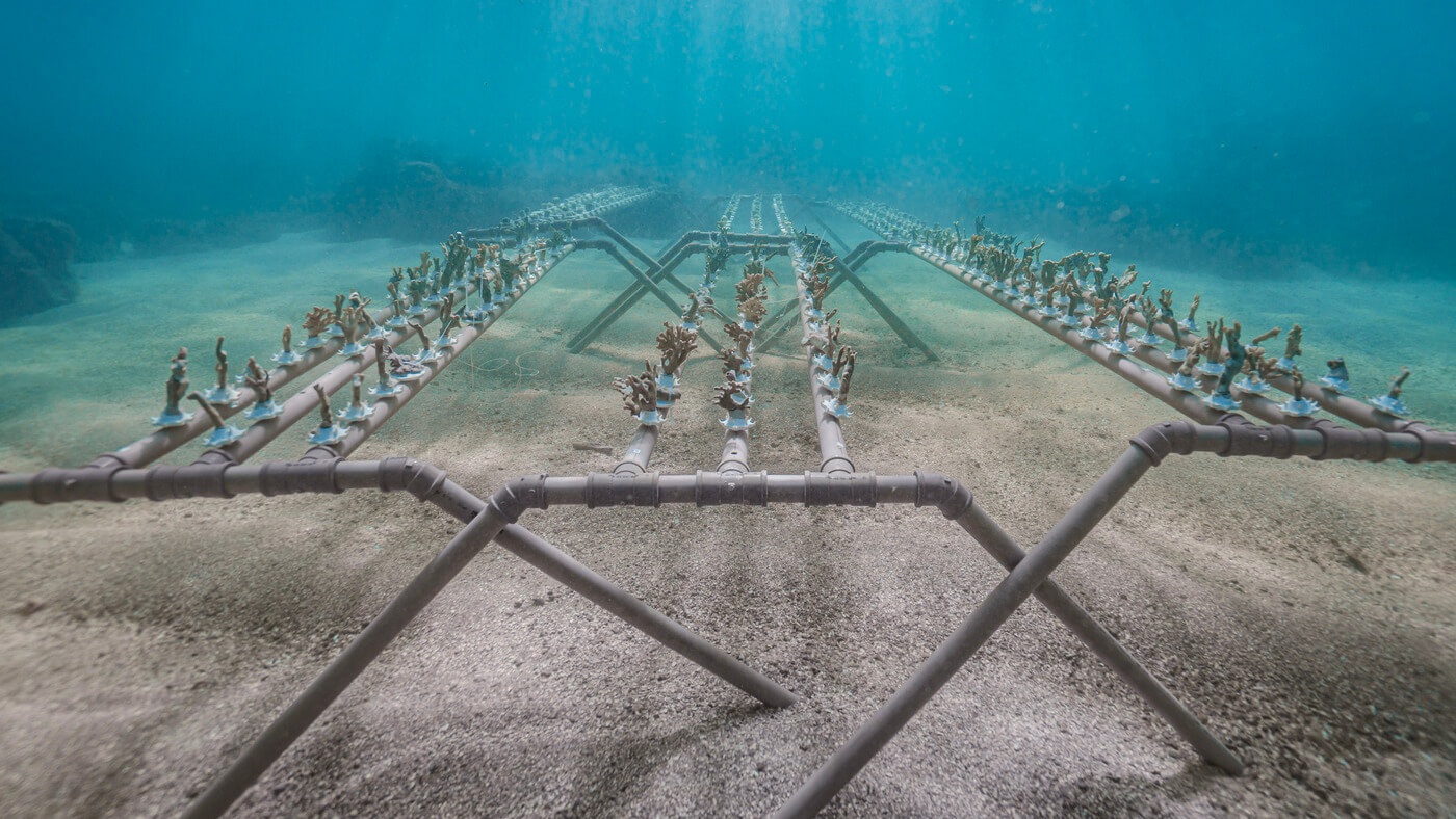 A coral restoration table inside the nursery. Credits: Igor Silva.