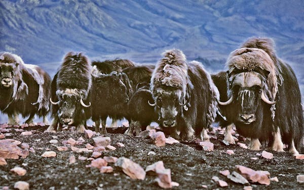 The fascinating muskox and the late Alex Trebek