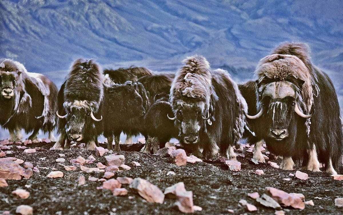 The fascinating muskox and the late Alex Trebek