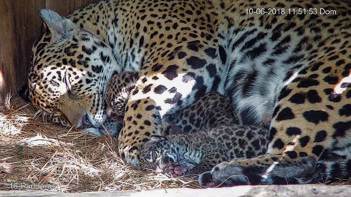 Jaguar cubs in Iberá celebrate their first birthday