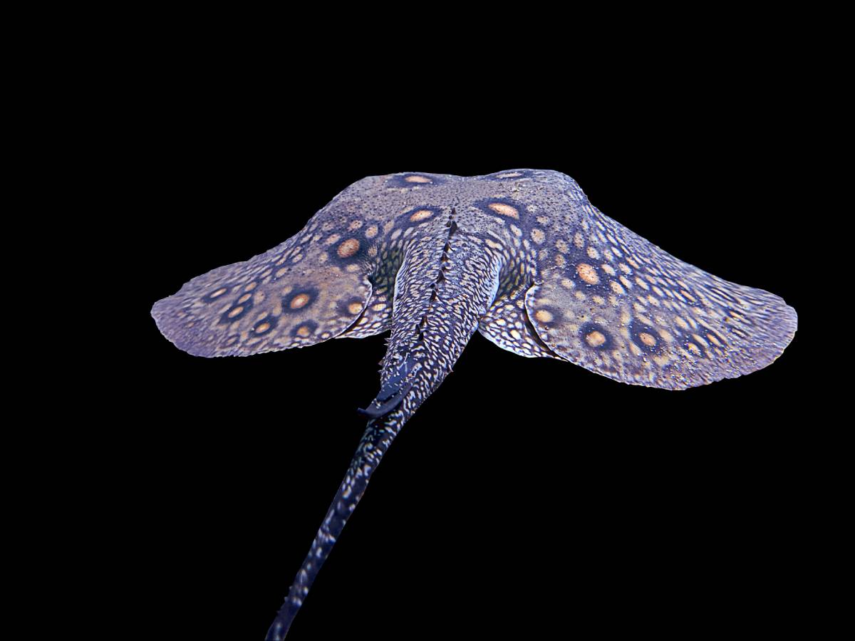 Close up view of the ocellate river stingray tail. Image credit: © Aman Verma | Dreamstime