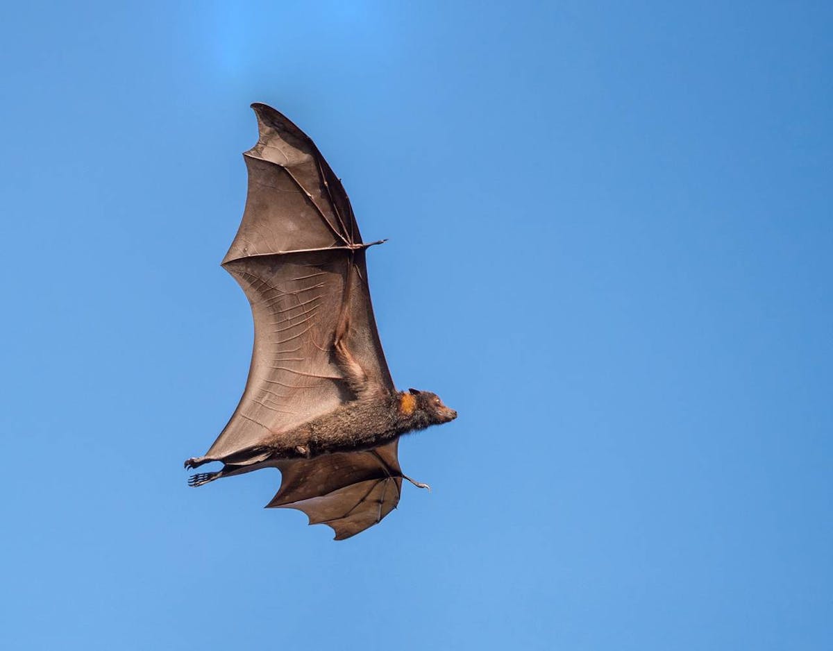 Pemba flying foxes: one of the world's largest fruit bats