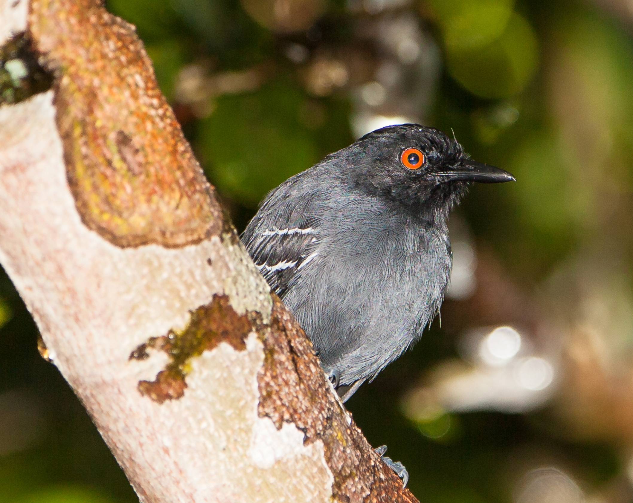 The Black-tailed Antbird (Myrmoborus melanurus) prefers to stay in the darkness and safety of the thickest scrubs of the amazonian forest, where it is endemic to Peru. Photo 26962753 © Joan Egert _ Dreamstime.com
