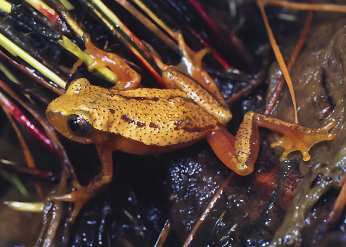 Knysna banana frog. Image Credit: Vincent Carruthers, Tumblr. Knysna banana frog. Image Credit: Vincent Carruthers, Tumblr.