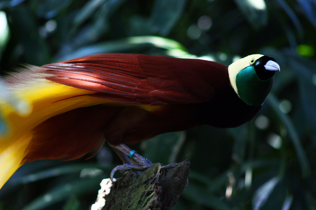 Greater bird of paradise. Image credit: Wikipedia, Andrea Lawardi (CC by 2.0)