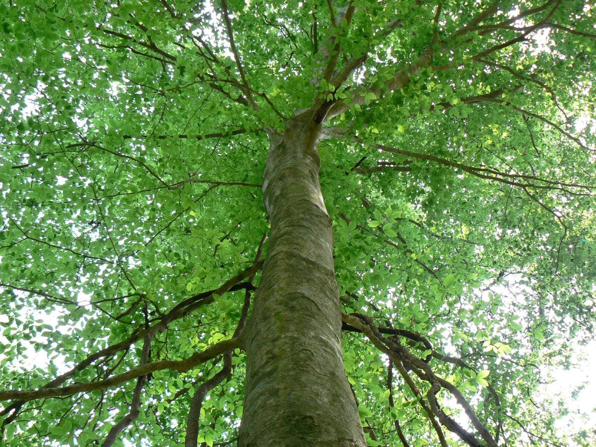 American beech: how one species of tree dominates North America