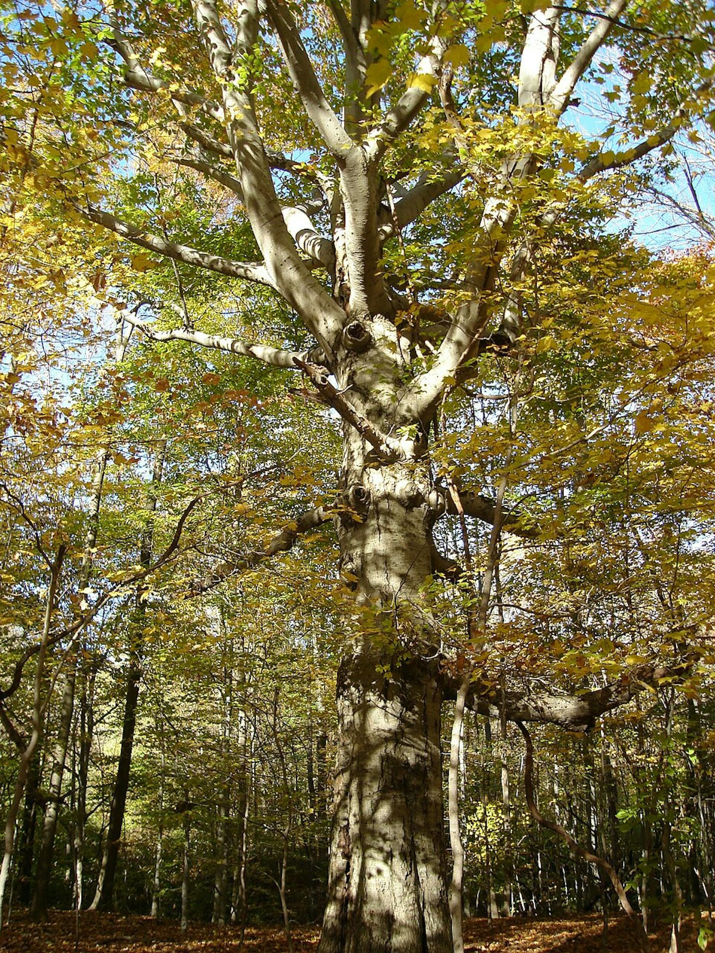 American beech: how one species of tree dominates North America