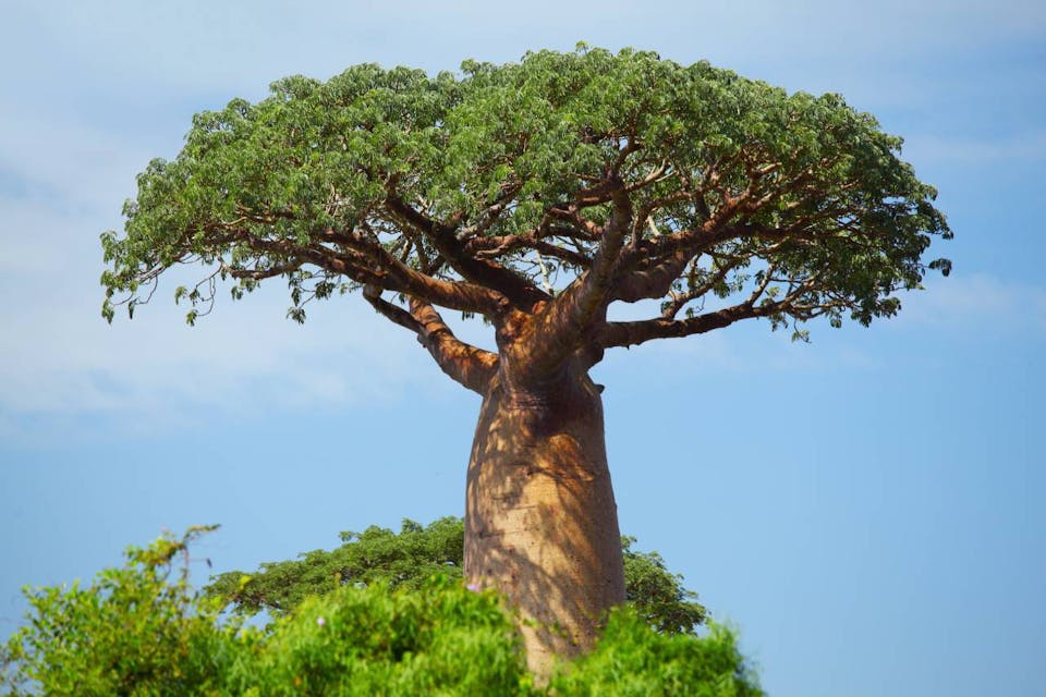 African baobab tree: how one plant creates an entire habitat