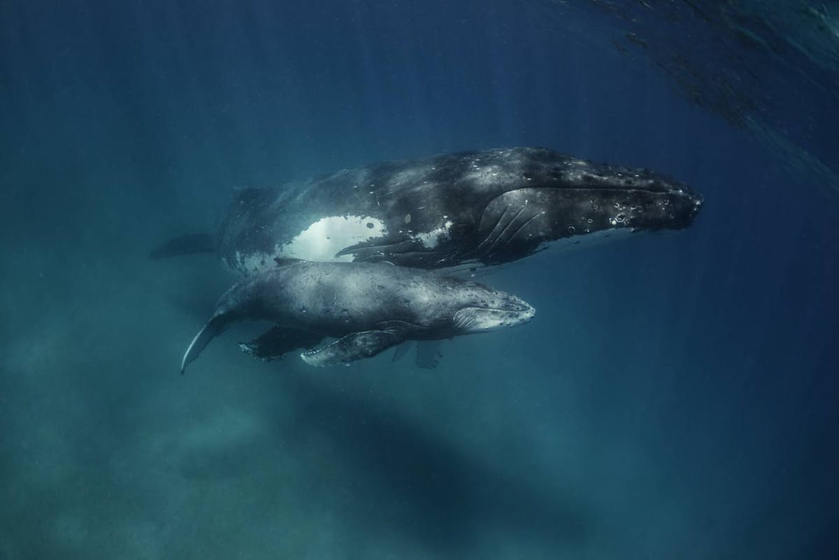 Great whales sequester more carbon than previously thought