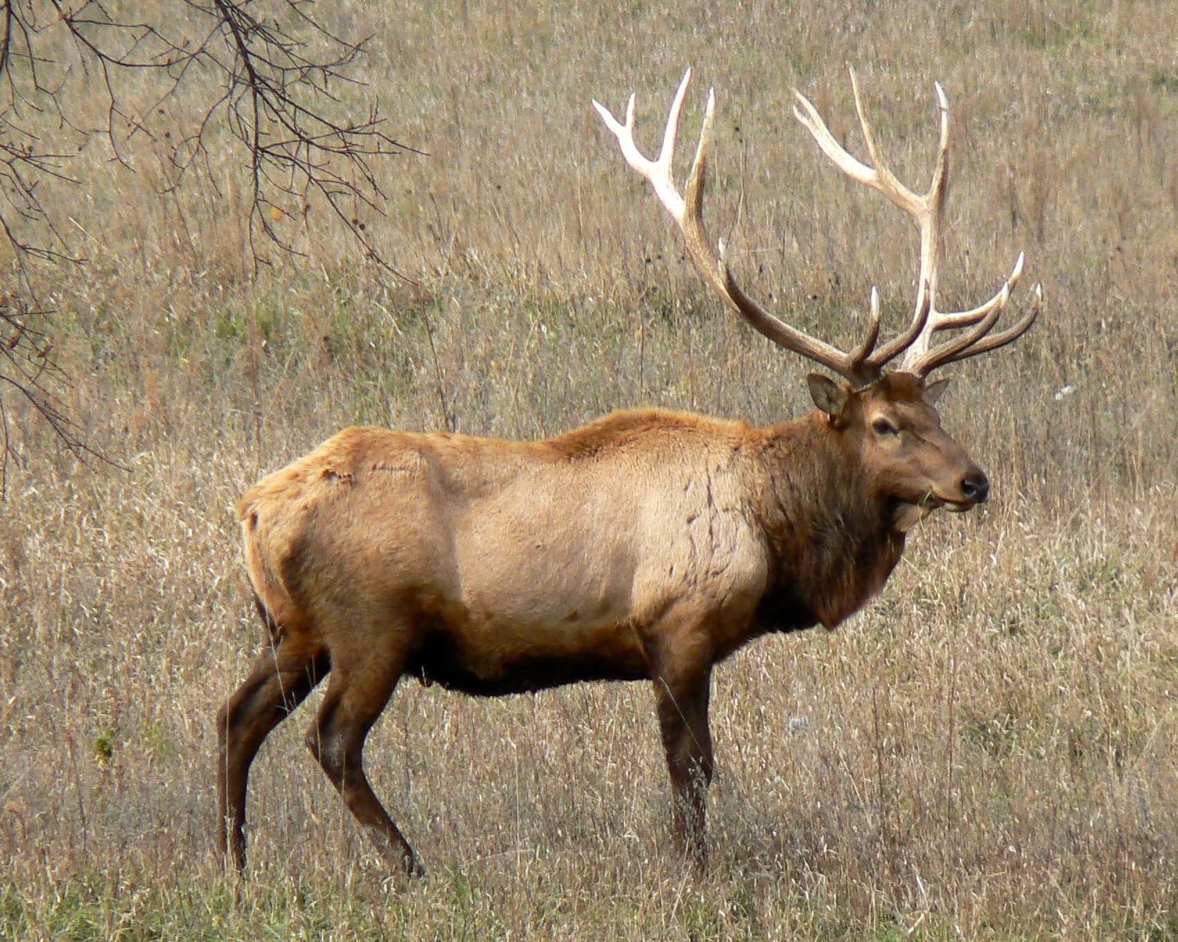 Mid-Canada Boreal Plains Forests