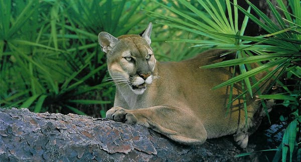 The Florida panther: A glimpse into the wild heart of the Everglades state