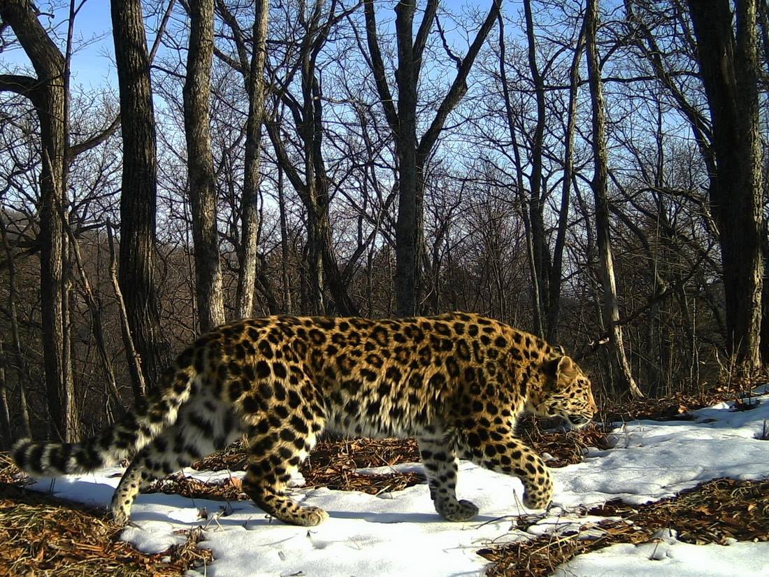 Camera traps have captured Amur leopards roaming both Russia and China, revealing their cross-border movements. Image Credit: Ministry of the Russian Federation for the Development of the Far East, Wiki Commons. Camera traps have captured Amur leopards roaming both Russia and China, revealing their cross-border movements. Image Credit: Ministry of the Russian Federation for the Development of the Far East, Wiki Commons.