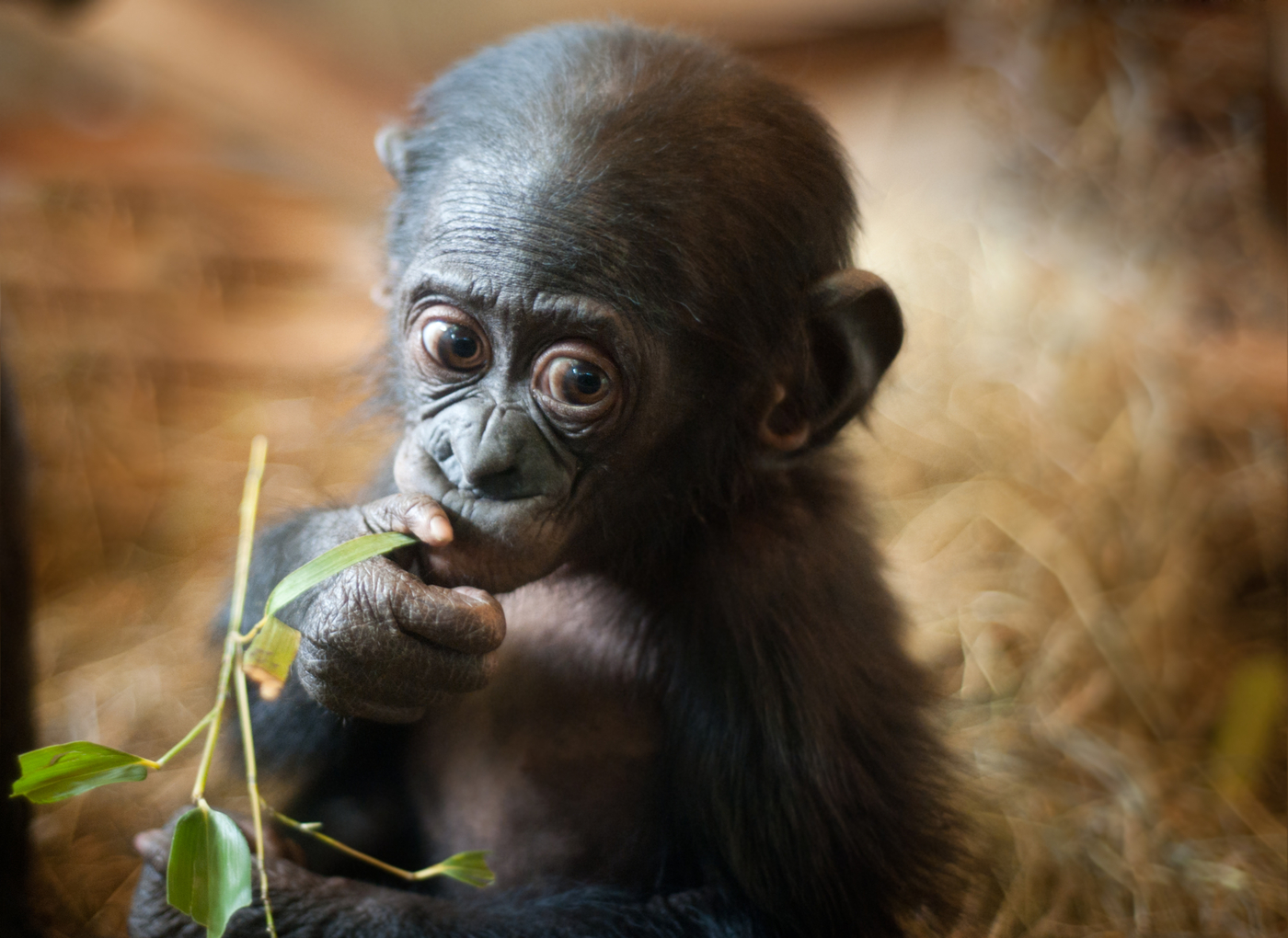 Baby Bonobo monkey (Pan paniscus). Photo ID 14658221 © Eric Gevaert | Dreamstime.com