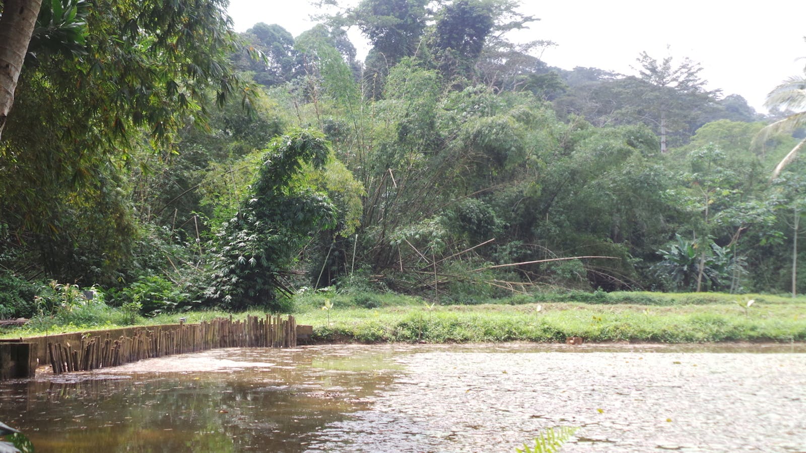 Eastern Guinean Forests