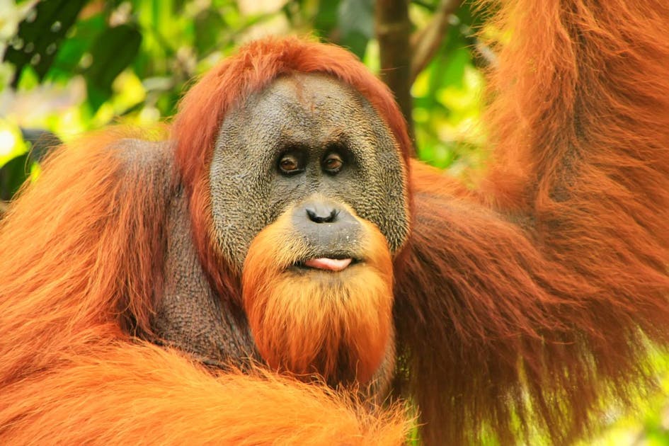 How the spectacular Sumatran orangutan is essential to its