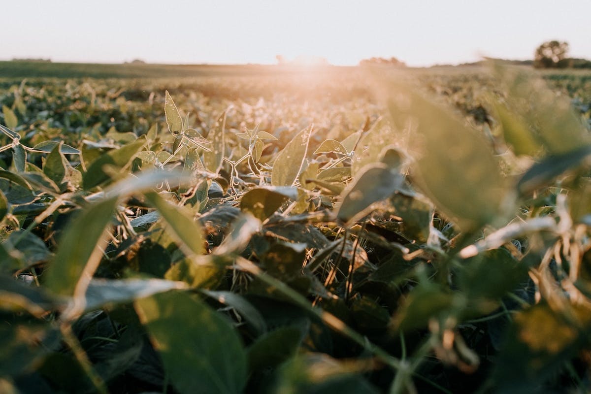 Exploring the connections between Agroecology and Regenerative Agriculture