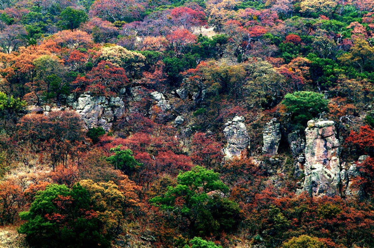Sierra Madre Forests & Mexican Drylands (NA29)