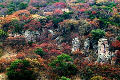 Sierra Madre Forests & Mexican Drylands (NA29)