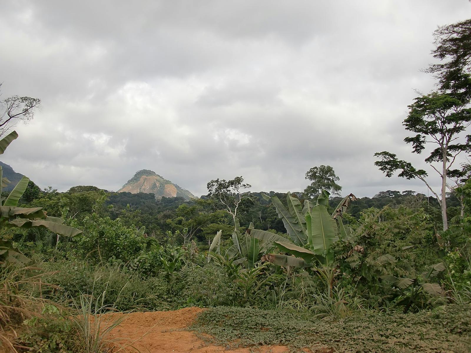 Congolian Coastal Forests
