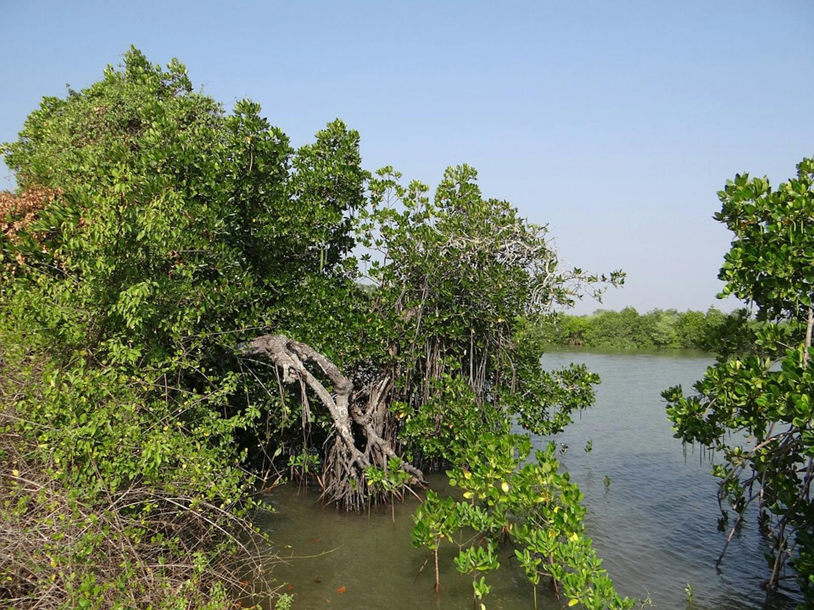 Indus River Delta-Arabian Sea Mangroves
