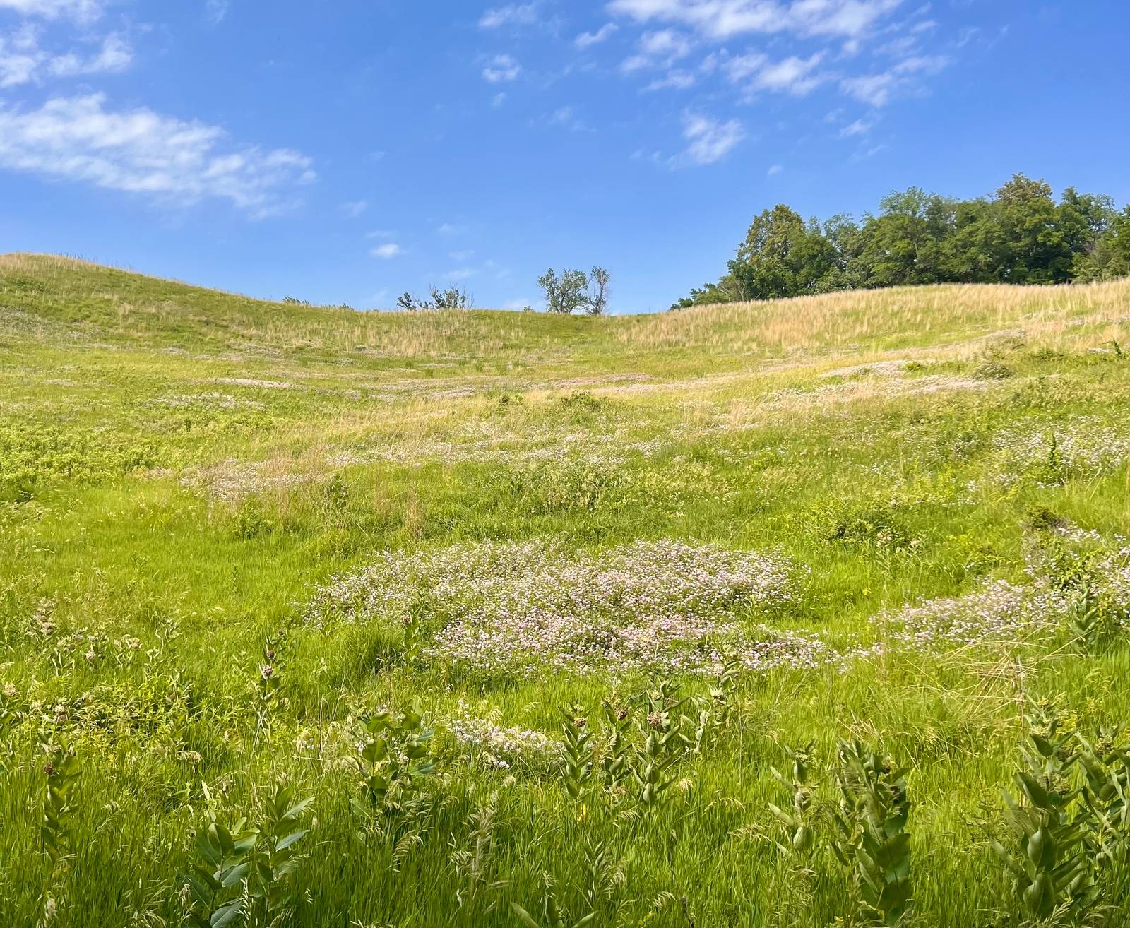 The Vincent Bluff State Preserve in Council Bluffs, Iowa. Image Credit: Lindsey Jean Schueman, One Earth.