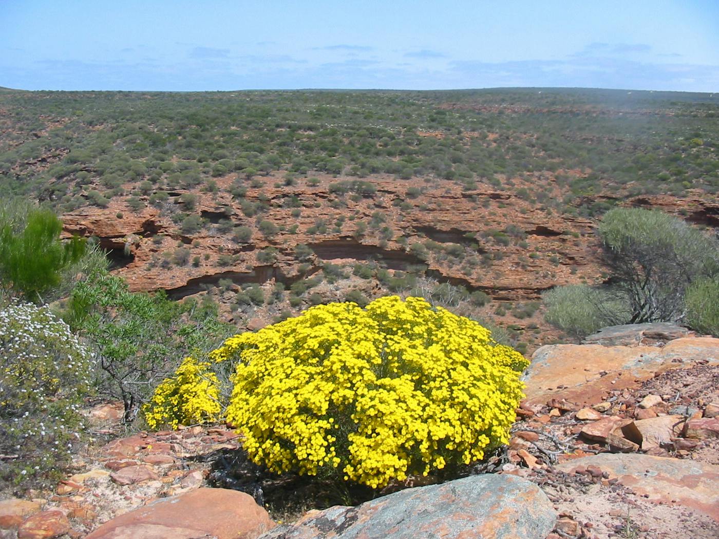 South Australian Mediterranean Forests, Woodlands & Scrub (AU5)