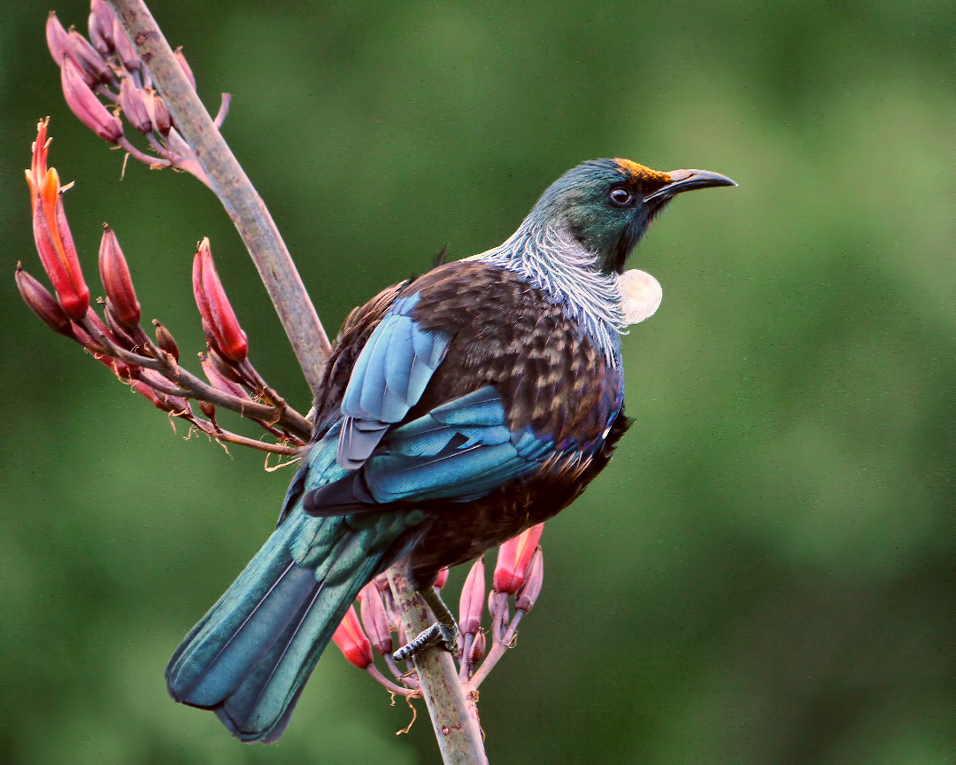 The New Zealand tui. Image credit: Wikipedia, Sid Mosdell (CC by 2.0)