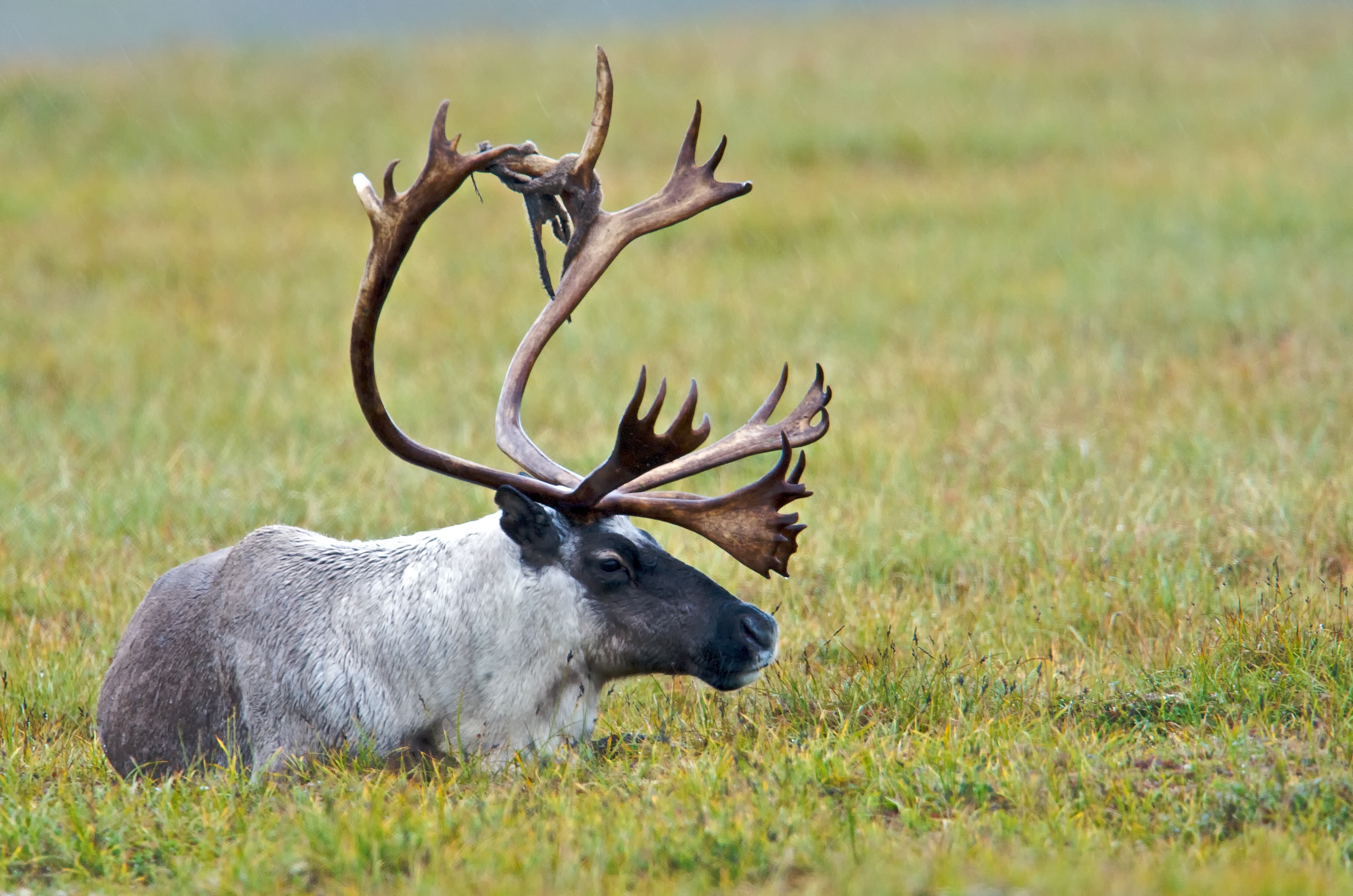 Wildlife of the Taiga Shield Ecozone