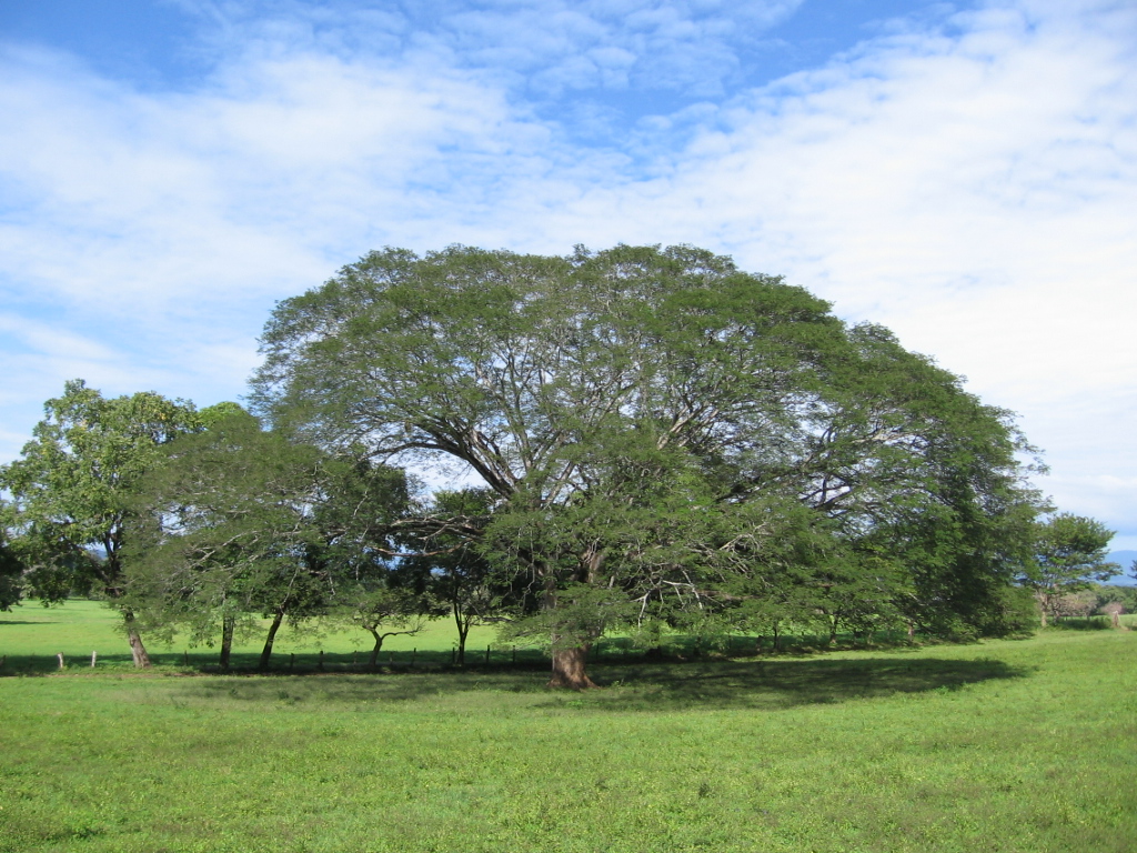 Planta ornamental - Wikipedia, la enciclopedia libre