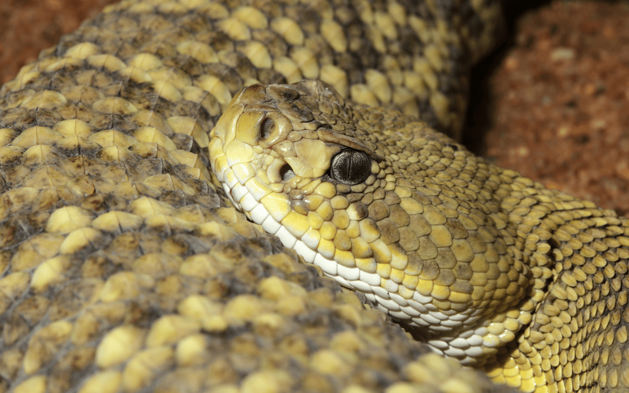 Close up of a Mexican West Coast Rattlensnake face