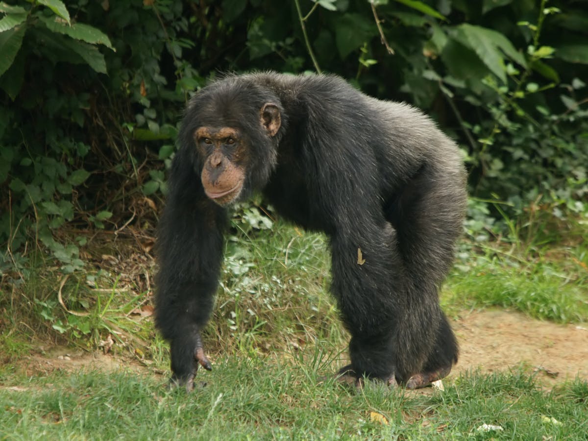 Western chimpanzees: one of the closest living relatives of humans