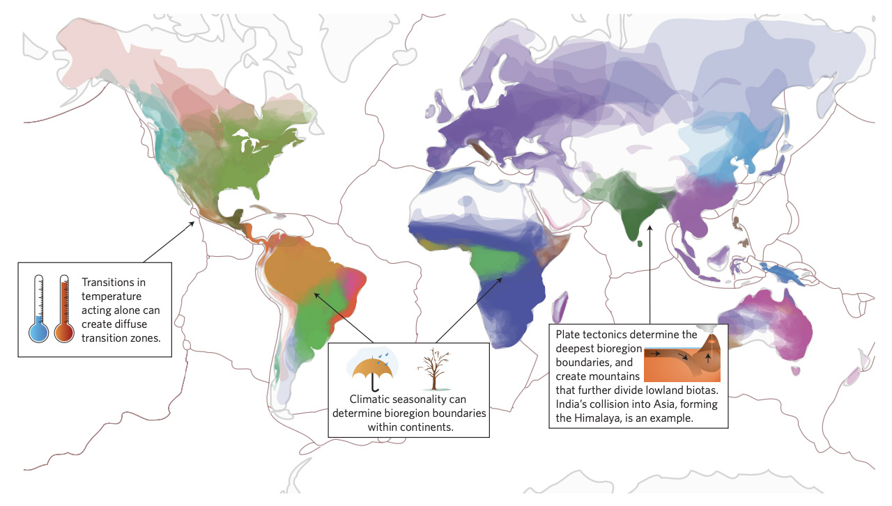 Ranges of amphibian species colored by biogeographical region showing the role of plate tectonics, climatic transitions, and mountain barriers in forming bioregions across the globe. Map by Daniel Eldler, DOI: 10:1038/s41559-017-0114 (2017)