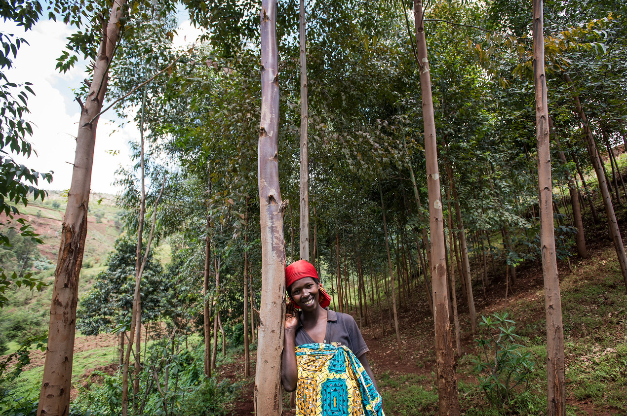 Gaudence Nzomukunda berdiri di antara pepohonan yang tumbuh di tanahnya di pedesaan Burundi.