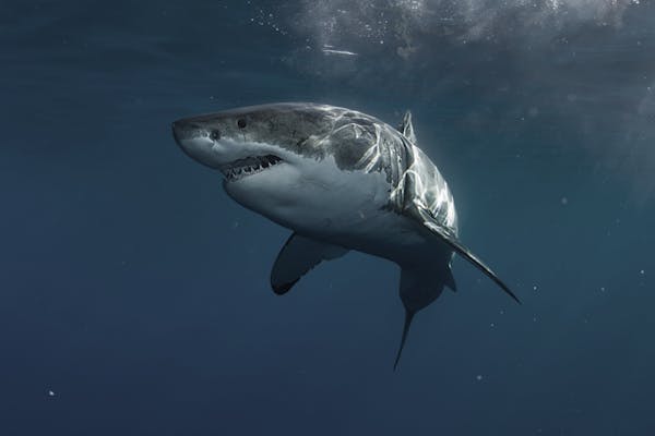 High seas species reflection: Protecting biodiversity beyond national jurisdiction