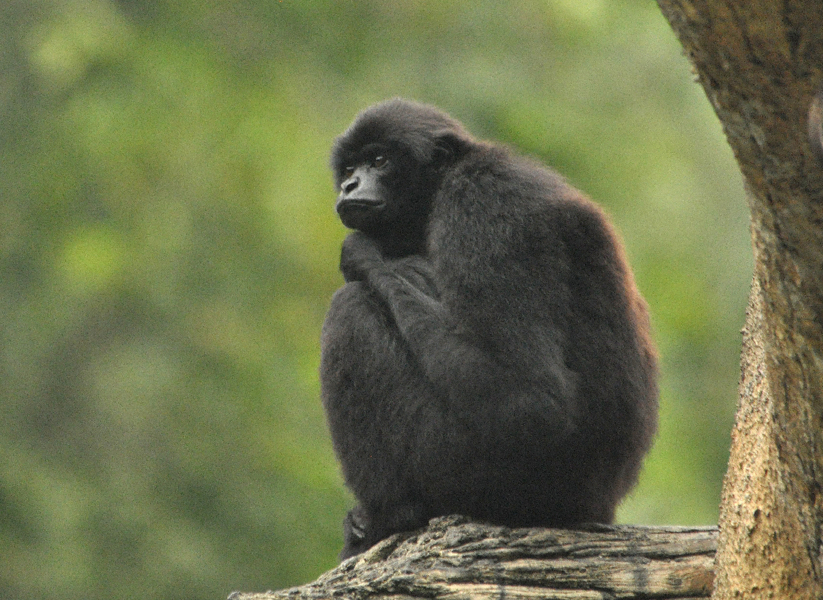 The Mentawai gibbon or Kloss gibbon (Hylobates klossii)