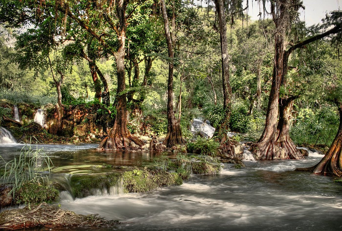 Yucatan & Veracruz Mixed Forests (NT27)