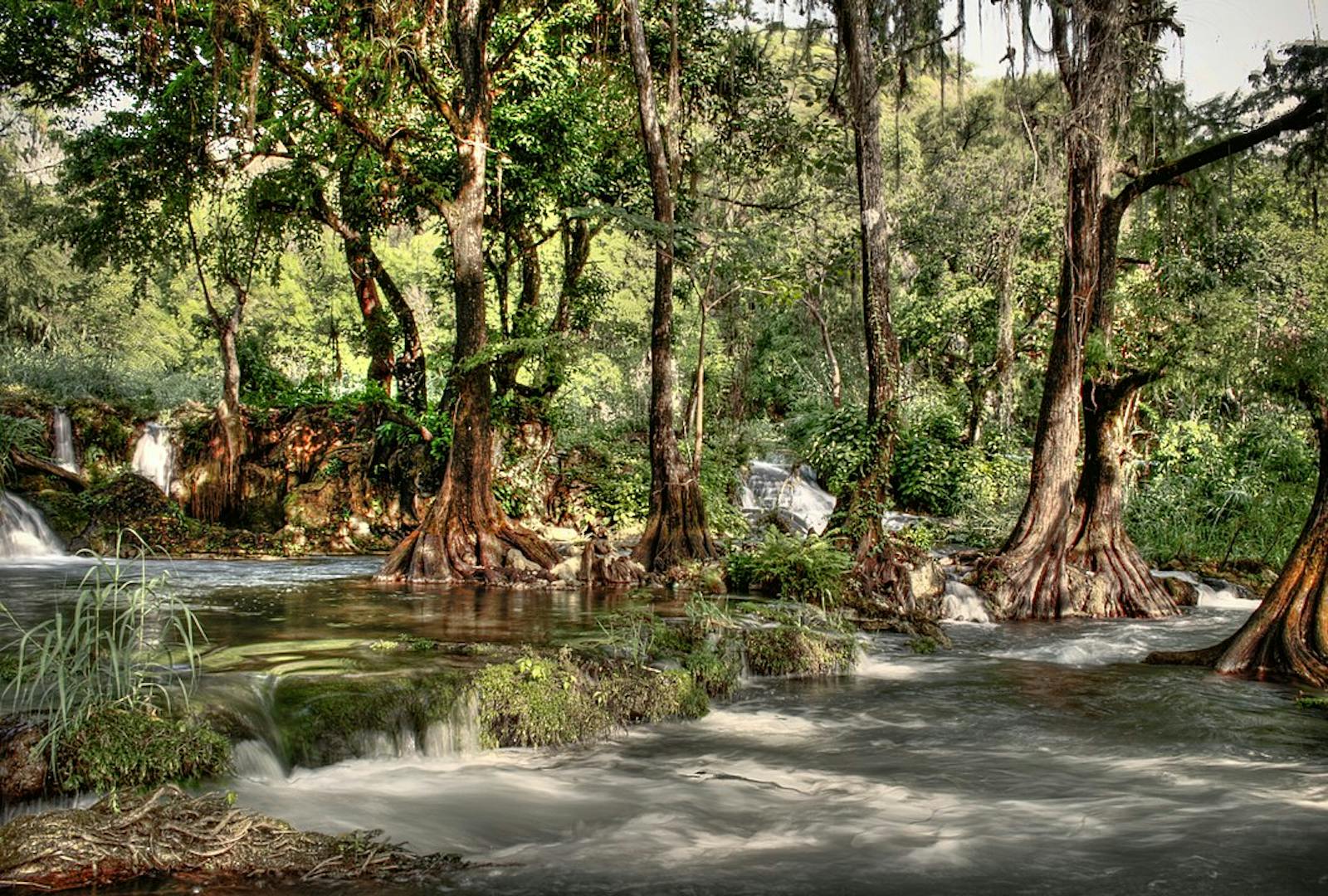 Veracruz Moist Forests