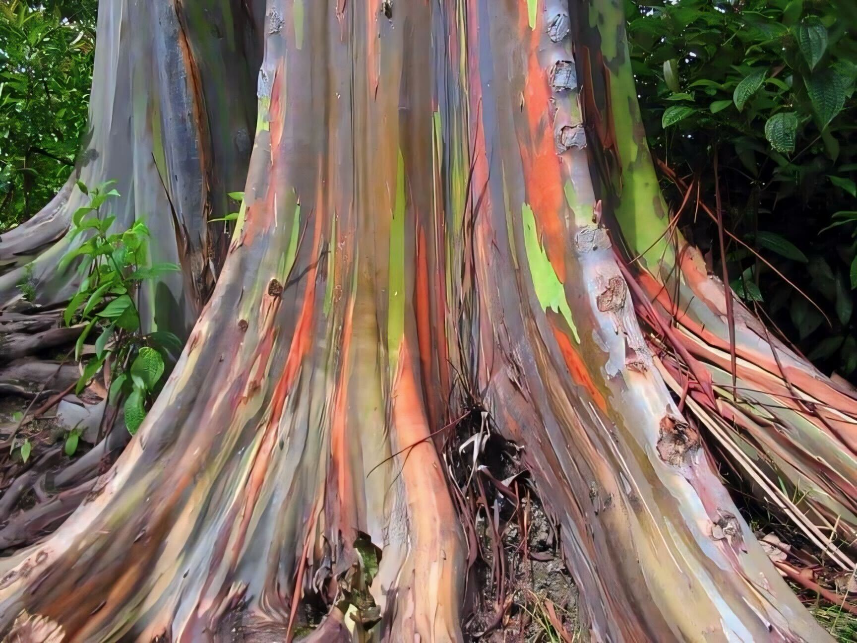 Rainbow eucalyptus: The stunning, colorful tree that looks like