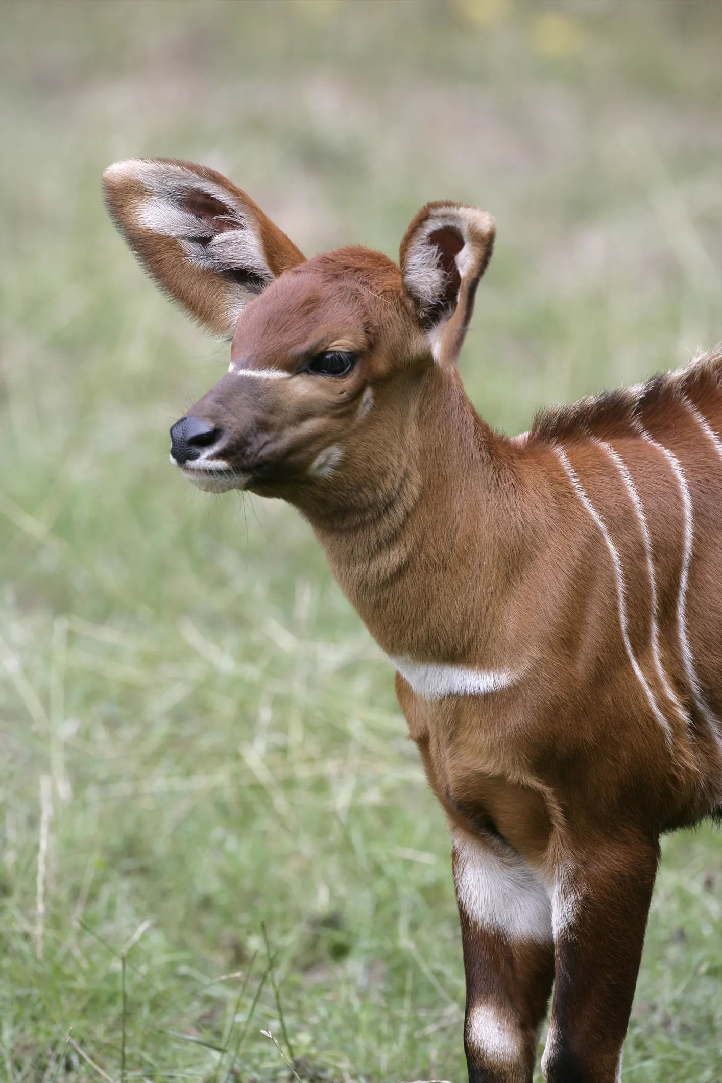 A young bongo who hasn't sprouted horns yet. Image Credit: © Mikelane45, Dreamstime.