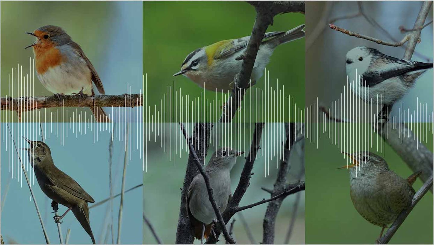 Become a citizen scientist by recording the dawn chorus of birds