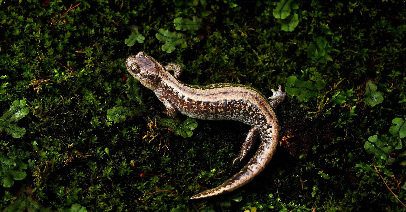 Surviving the freeze: The remarkable resilience of the Siberian