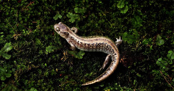 Surviving the freeze: The remarkable resilience of the Siberian salamander