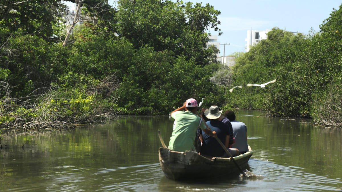 La Fundación que procura educar para proteger los manglares de Cartagena